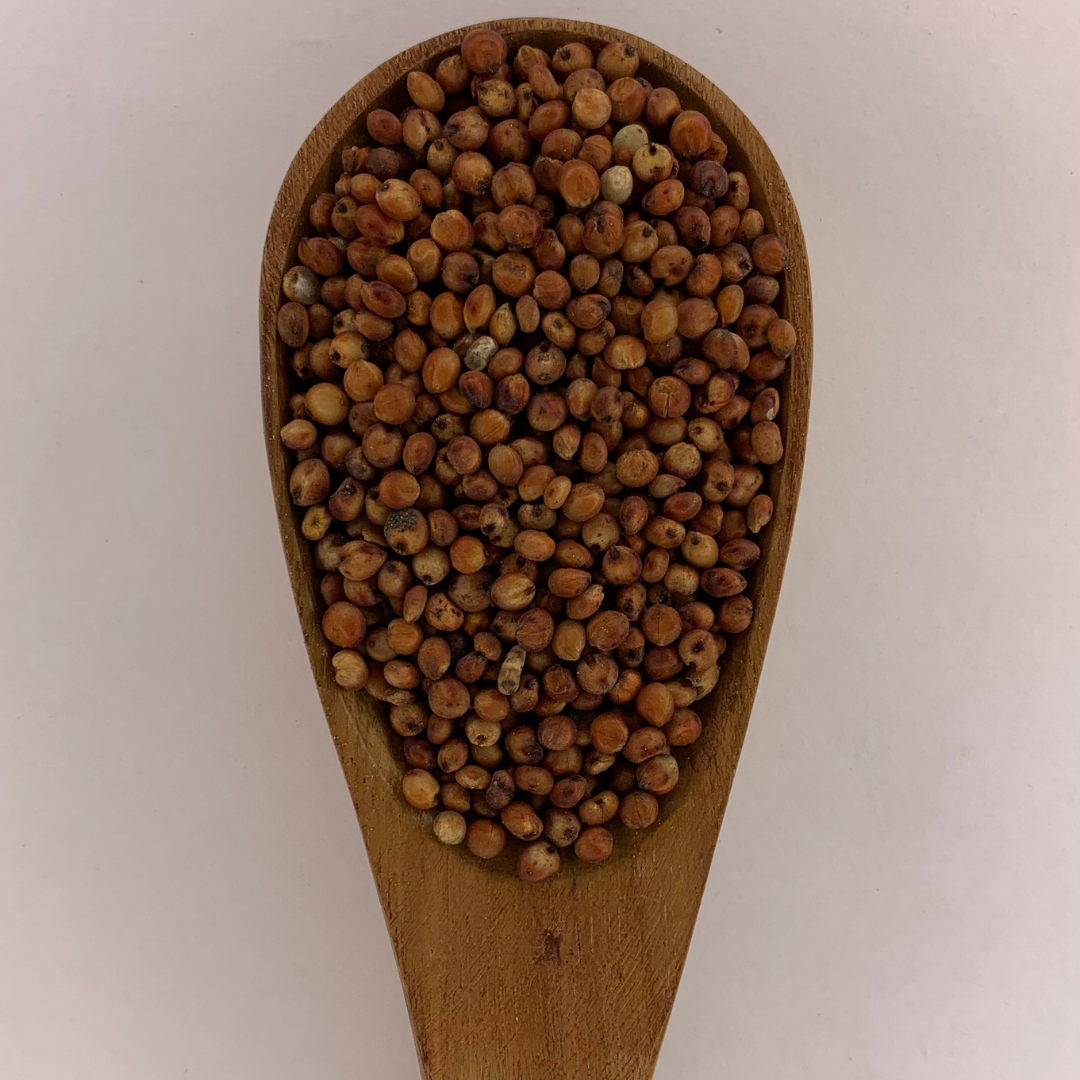 Sivappu Cholam (Red Sorghum) (Red Jowar) (Erra jonna) (Kempu bele)