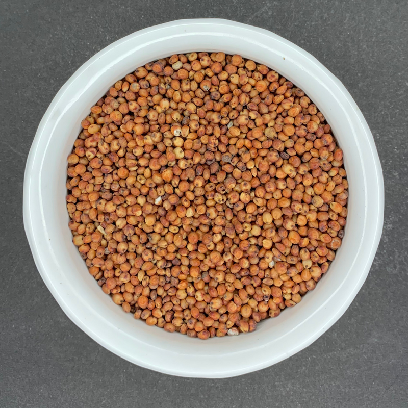Sivappu Cholam (Red Sorghum) (Red Jowar) (Erra jonna) (Kempu bele)