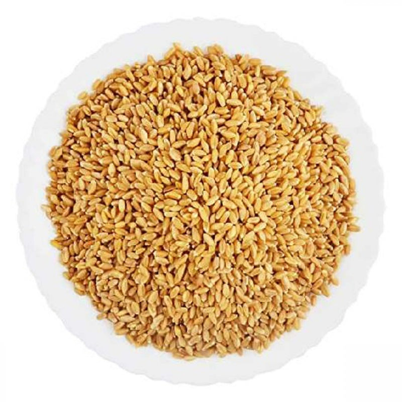 Gothumai - (Samba wheat) (saamba gehun)(saamba gothambu)(Samba godhuma) (godhi)