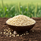 White Cholam (White Sorghum) (White Jowar)
