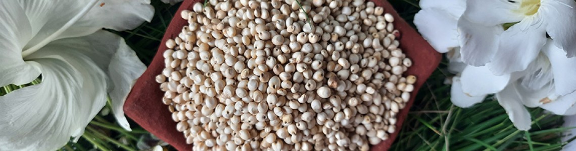 White Sorghum Health Benefits