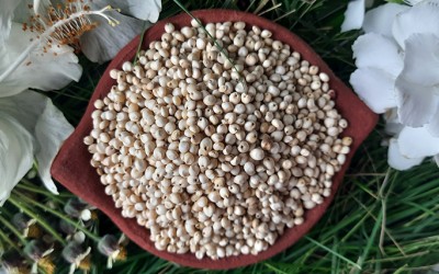 White Sorghum Health Benefits