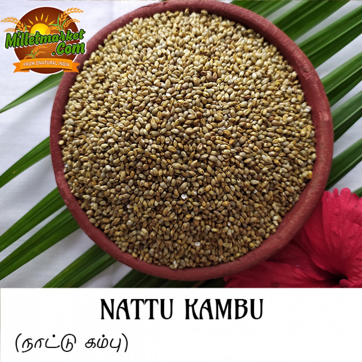 Nattu-Kambu (Pearl Millet) (Bajra)  (Kambam) (Sajjalu) (Sajje)