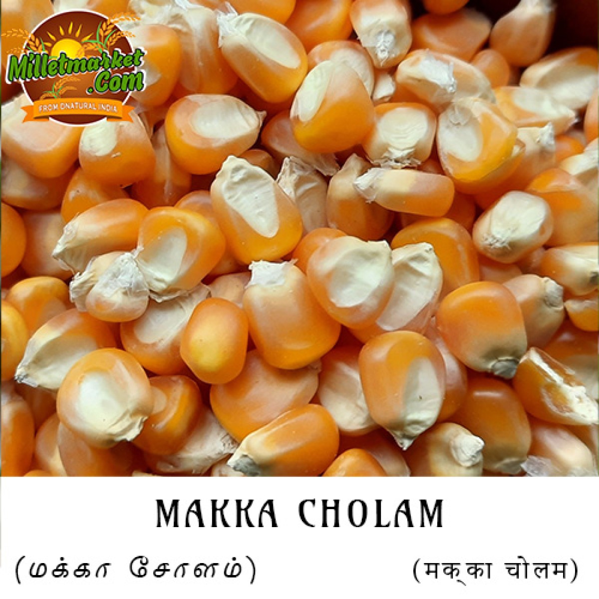 Makka Cholam (corn) (bhutta) (cheaalam) (Mokkajonna) (Jola)