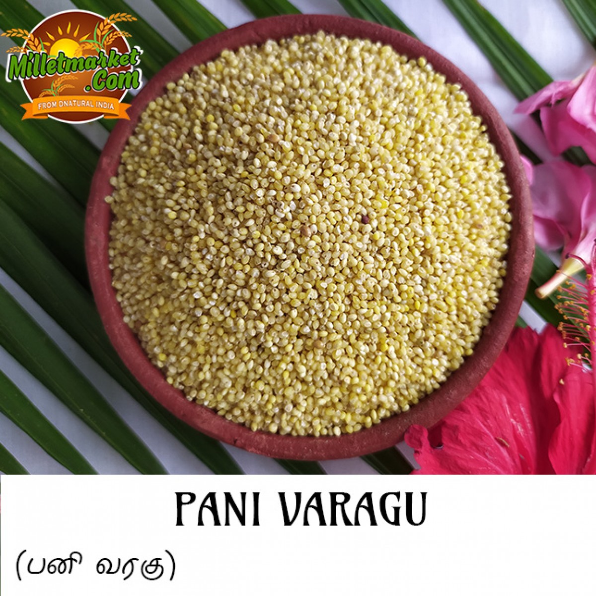 Pani Varagu (Proso millet) (Barri) (Varigulu) (Baragu)