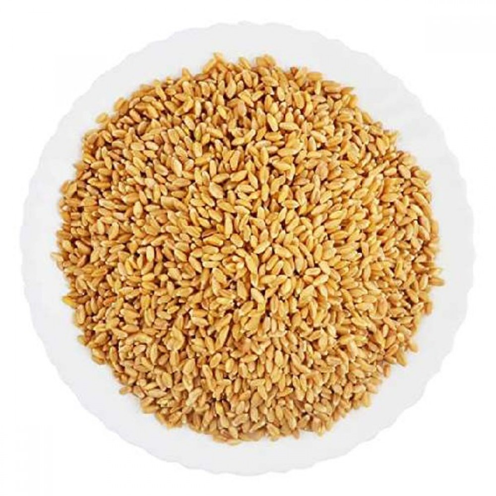 Gothumai - (Samba wheat) (saamba gehun)(saamba gothambu)(Samba godhuma) (godhi)                     